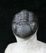 Curled Phacops Trilobite #12937-3